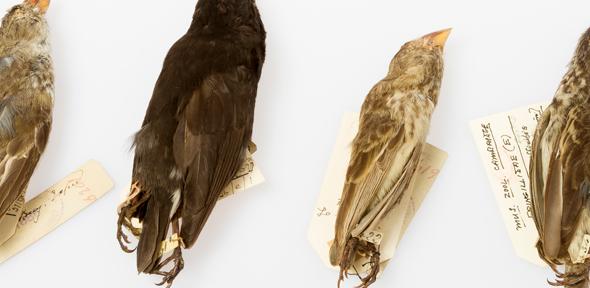  Galapagos finch specimens from Museum of Zoology, collected on the second voyage of HMS Beagle that carried Darwin to the Islands. Researchers say these famously diverse finches are an iconic example of rapid speciation in the tropics. 
