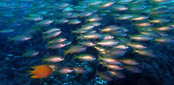 Marine ecosystem