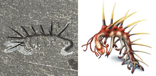 Left: Hallucigenia sparsa from the Burgess Shale (Royal Ontario Museum 61513) The fossil is 15 mm long. Right: Colour reconstruction of Hallucigenia sparsa.