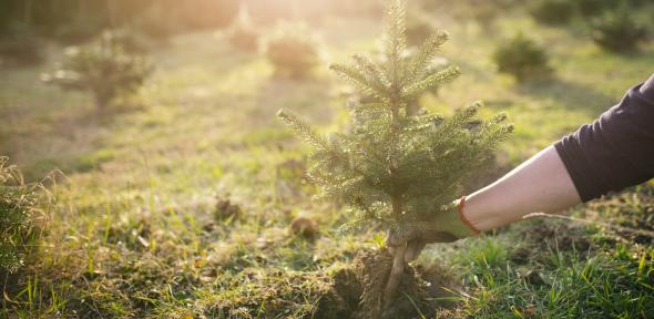 Planting a young tree