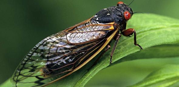 Adult cicada on a leaf