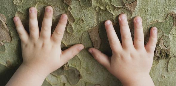 Toddler's hands touching tree bark