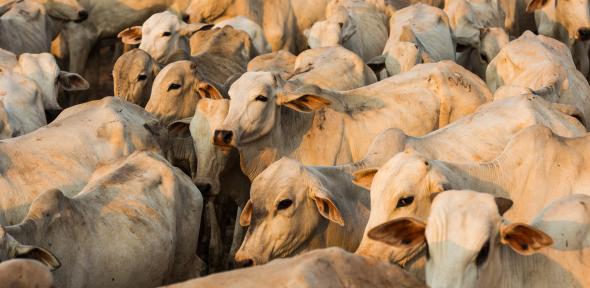 Cattle herd in the Amazon