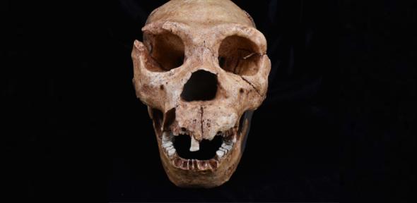 A cast of the skull of Homo Heidelbergensis, one of the hominin species analysed in the latest study.