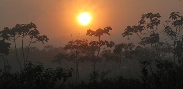 Rainforest on the south-eastern edge of Amazonia, Brazil 