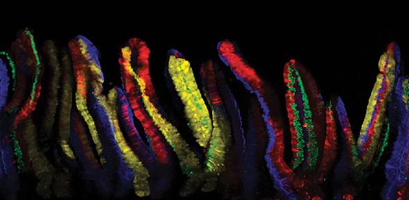 Intestinal cells