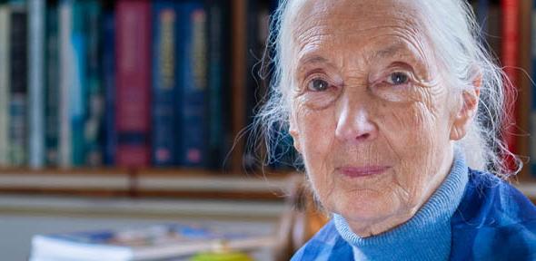 Dr Jane Goodall DBE