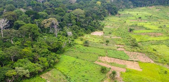 Forest transition in Cameroon. 