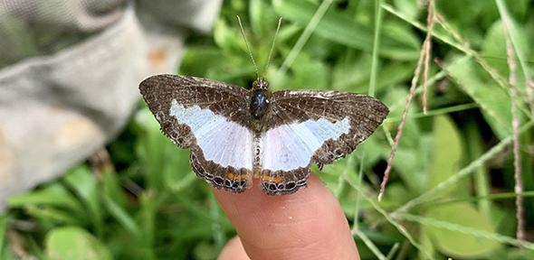 Butterfly on finger