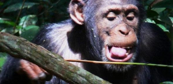 Chimp eating army ants using an 'ant-dipping' tool 