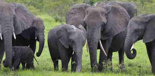 Elephants at Kruger National Park, South Africa