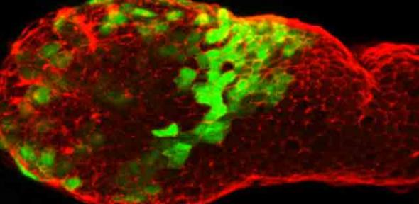 A mouse embryo in which the outer membranes of all cells are glowing red.  A subset of cells are expressing a green glowing protein that identifies them as cells that will signal head development.