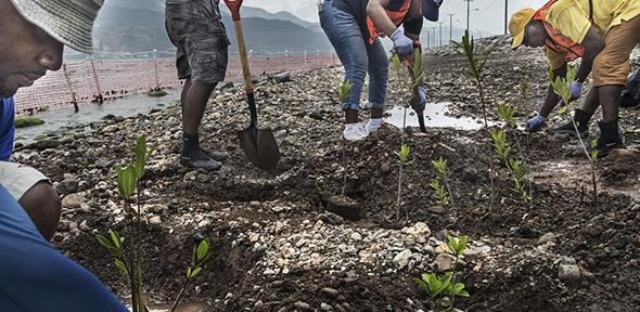 Planting mangroves in Jamaica
