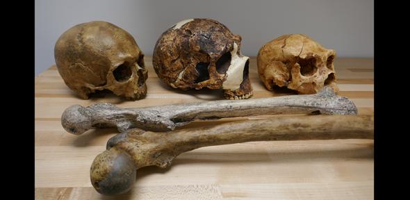 Human fossil skulls and thigh bones 