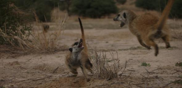 Sub-adult meerkats playing.