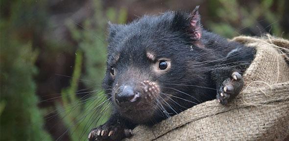 Tasmanian Devil