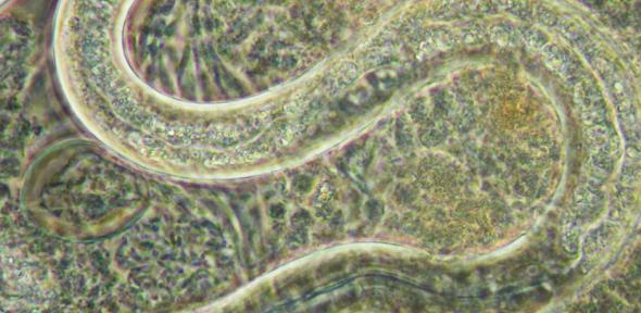 nematode worm