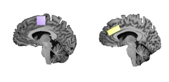 Imaging of the Supplementary Motor Area (left) and the Anterior Cingulate Cortex (right) from the study