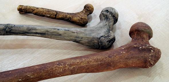 Femoral head bones of different hominin species. From top to bottom: Australopithecus afarensis (4-3 million years; ~40 kg, 130 cm); Homo ergaster (1.9-1.4 million years; 55-60 kg; ~165 cm); Neanderthal (200.000-30.000 years; ~70 kg; ~163 cm). 
