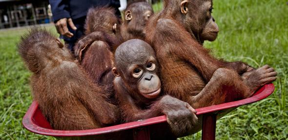 Baby orangutans in Central Kalimantan. Expansion of oil palm plantations is destroying their forest habitat.