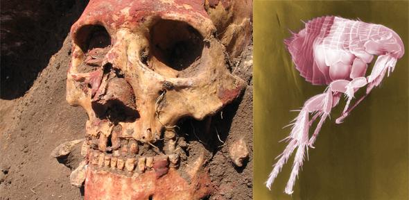 Left: Skull of a Yamnaya, the people who migrated to Central Asia in early Bronze Age and developed the Afanasievo culture. The Afanasievo are one of the Bronze Age groups carrying Y. pestis. Right: Scanning Electron Micrograph Of A Flea