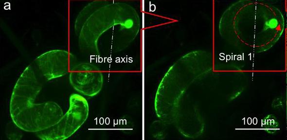 Plant cells twisting and weaving in 3-D cultures