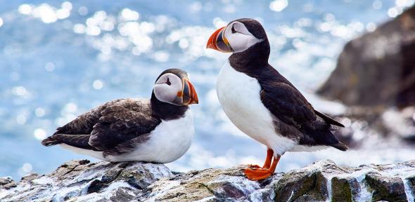 Puffins