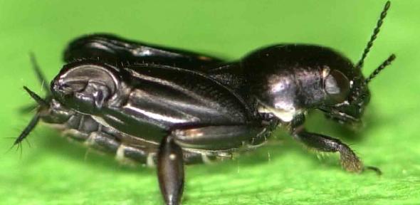 Pygmy mole cricket