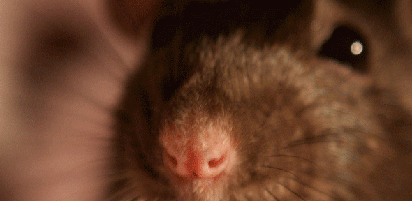 Poppy the rat says hello