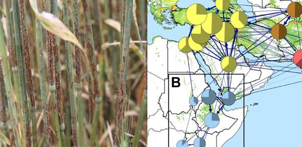 Left: Wheat stem rust. Right: Network map of the atmospheric transmission of spores.