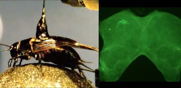 Left: cricket on a trackball during experiment. Right: Auditory neuron in cricket brain.