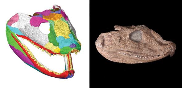 Left: 3D model with the jaws open; the individual bones are colour-coded to show the boundaries between them. Right: Original fossil skull of Acanthostega gunnari  