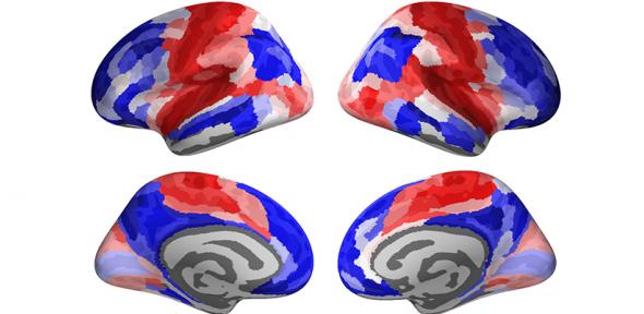 Brain development during adolescence: red brain regions belong to the “conservative” pattern of adolescent development, while the blue brain regions belong to the “disruptive” pattern