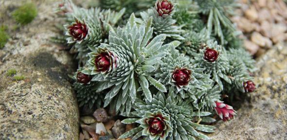 Saxifraga sempervivum, an alpine plant species discovered to produce "pure vaterite".