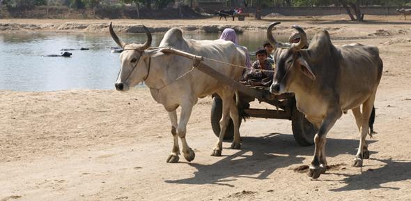 Zebu cattle pulling a wagon beside a pond at the Indus  Civilisation site of Rakhigarhi in northwest India
