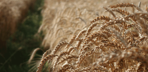 Field of Wheat in Albania