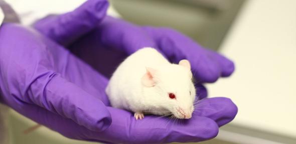 White mouse in purple gloved hands