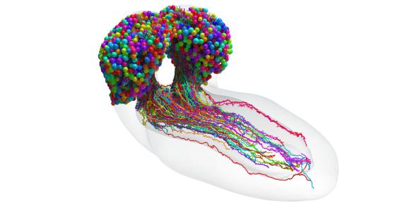 Map of the fruit fly brain