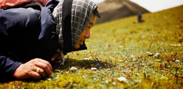 Hunting Cordyceps in Bhutan