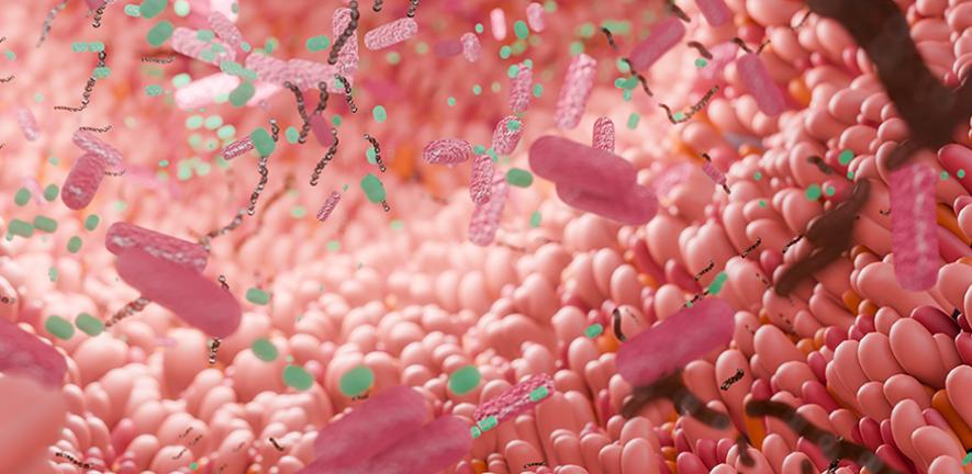 Human intestine with microbiome
