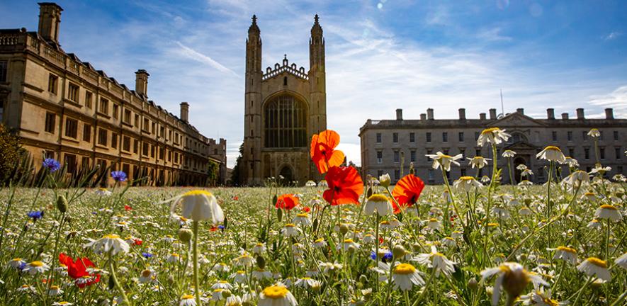 Wildflower meadow at King's College, Cambridge with chapel behind
