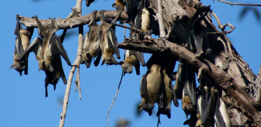 Fruit bat population covering central Africa is carrier of two deadly  viruses | University of Cambridge