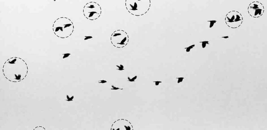 Why Do Birds Flock Together?