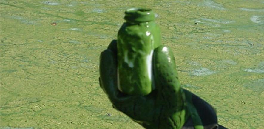 Jar of blue-green algae from Wolske Bay, Lake Menomin.