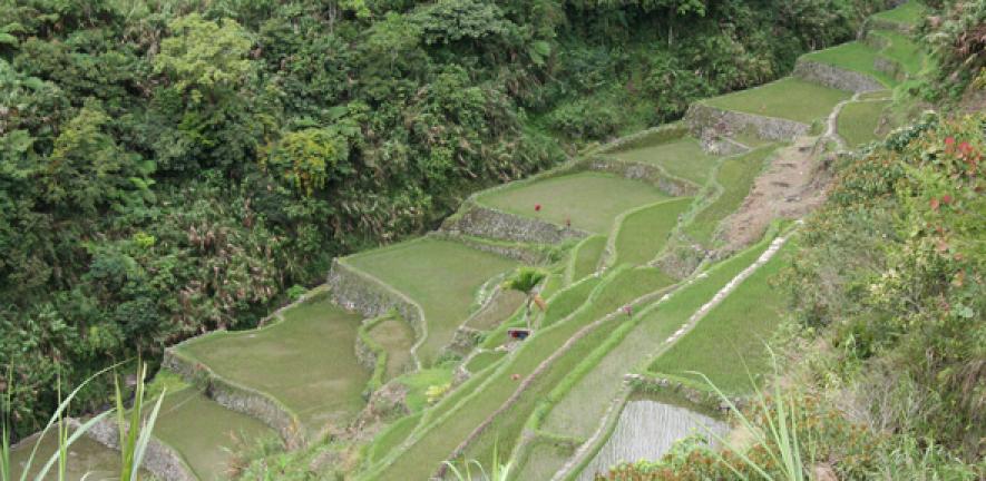 Rice terraces in the Philippines