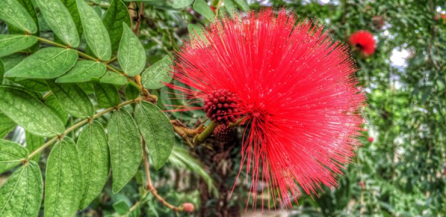 Botanic Garden S Second Festival Of Plants Saturday 17 May