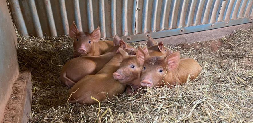 Pigs on a farm