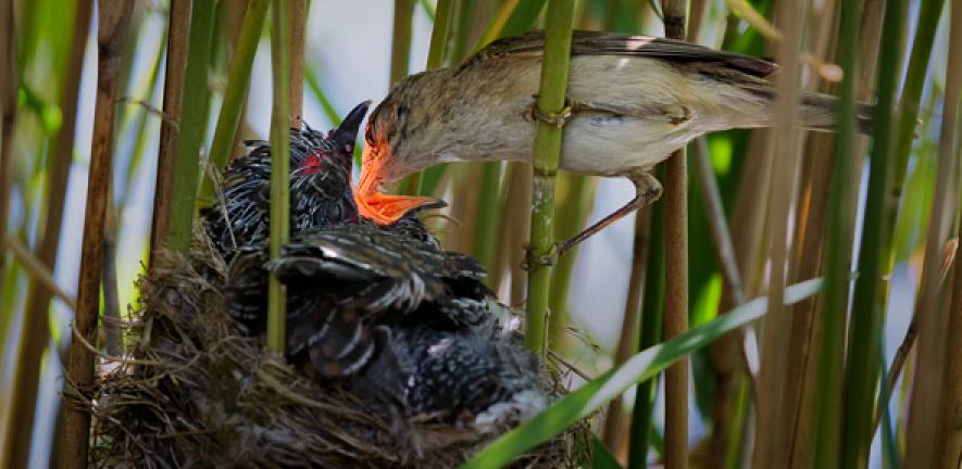 A reed warbler feeds a cuckoo fledgling