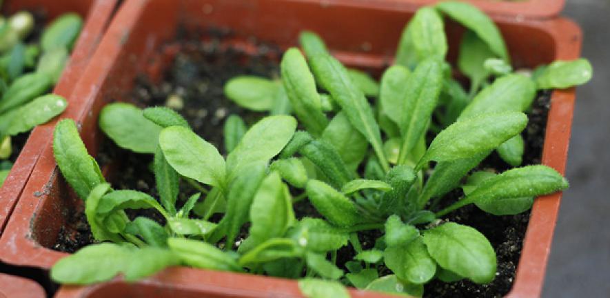 Arabidopsis Thaliana planted in Laboratory