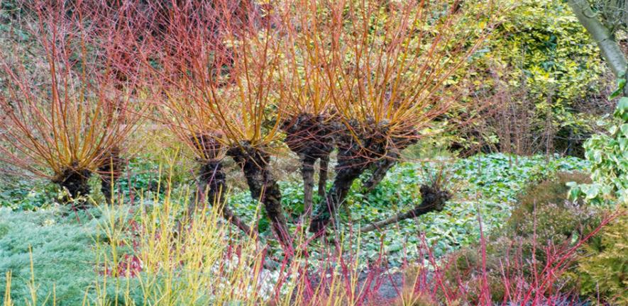 The stools of pollarded willow are a focal point in the Winter Garden